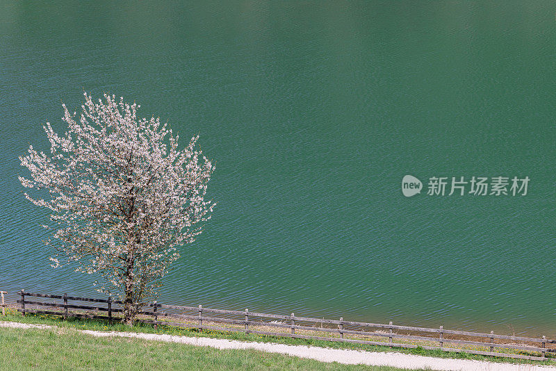 雪白盛开的苹果树在塔文湖(Lago di Tavon)瓦尔迪农，特伦蒂诺，意大利